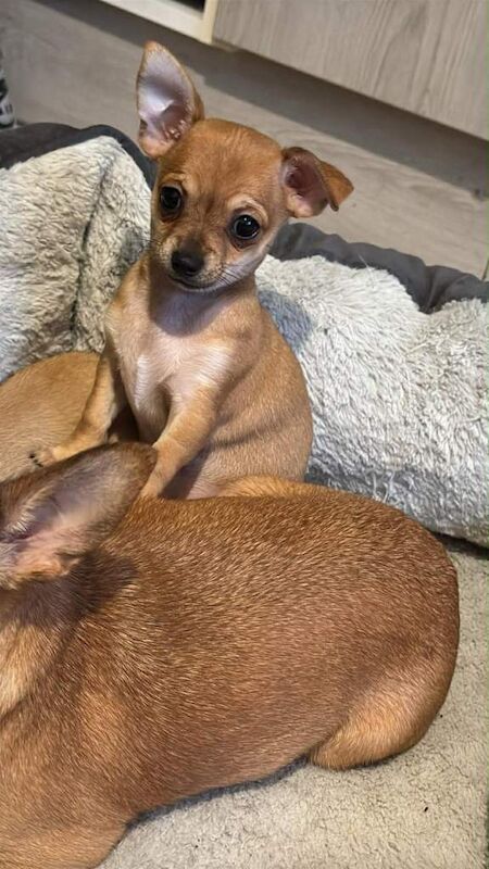 Female chihuahua puppy - Image 2 of 6