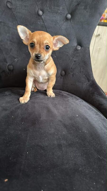 Female chihuahua puppy - Image 3 of 6