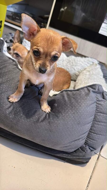 Female chihuahua puppy - Image 4 of 6