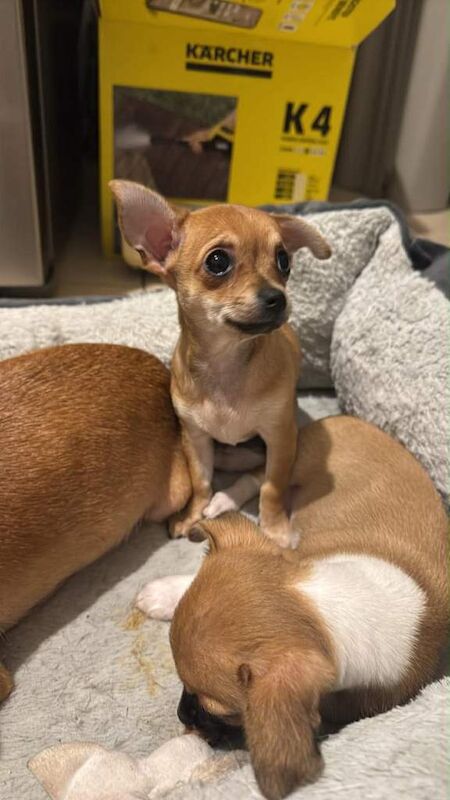 Female chihuahua puppy - Image 5 of 6