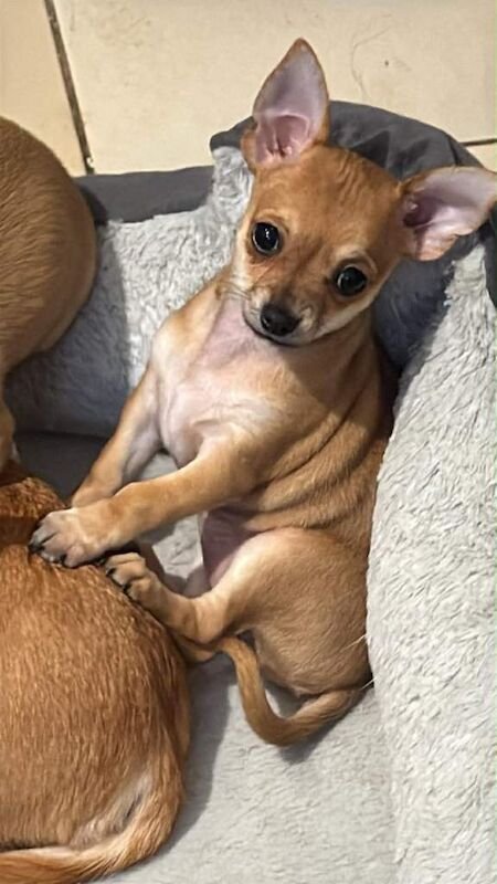 Female chihuahua puppy - Image 6 of 6