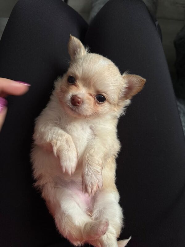 Chihuahua puppies for sale in Peterculter, City of Aberdeen – 5 weeks old