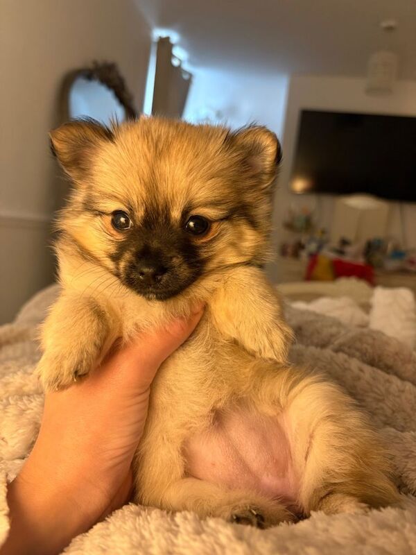 Chihuahua puppies for sale in Southend-on-Sea, Essex – 6 weeks old - Image 2 of 3