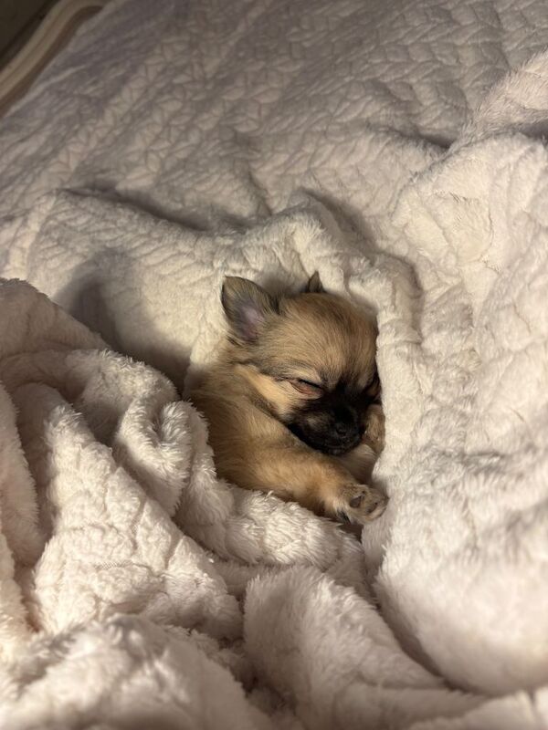 Chihuahua puppies for sale in Southend-on-Sea, Essex – 6 weeks old - Image 3 of 3