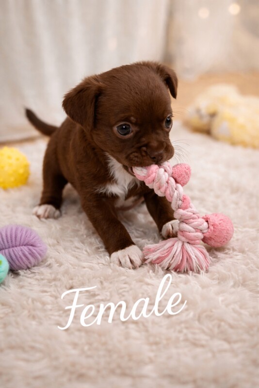 Chihuahua puppies for sale in Walsall, West Midlands – 9 weeks old - Image 2 of 5