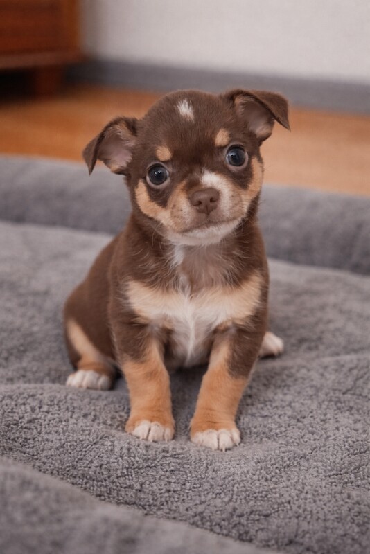 Chihuahua puppies for sale in Walsall, West Midlands – 9 weeks old - Image 3 of 5