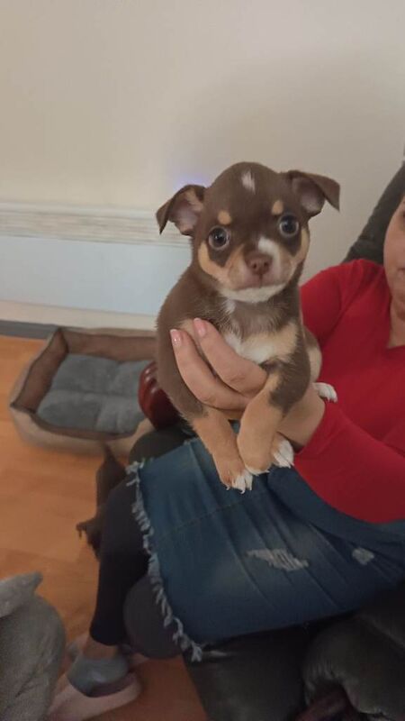 Chihuahua puppies for sale in Walsall, West Midlands – 9 weeks old - Image 5 of 5
