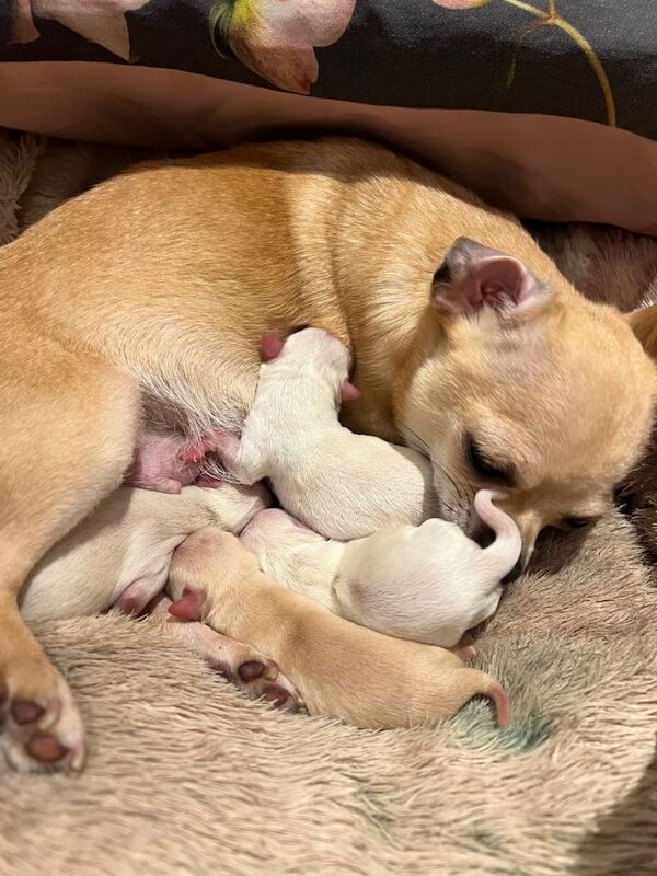 **FINAL REDUCTION** Gorgeous 10 weeks old Chihuahua puppies for sale.
