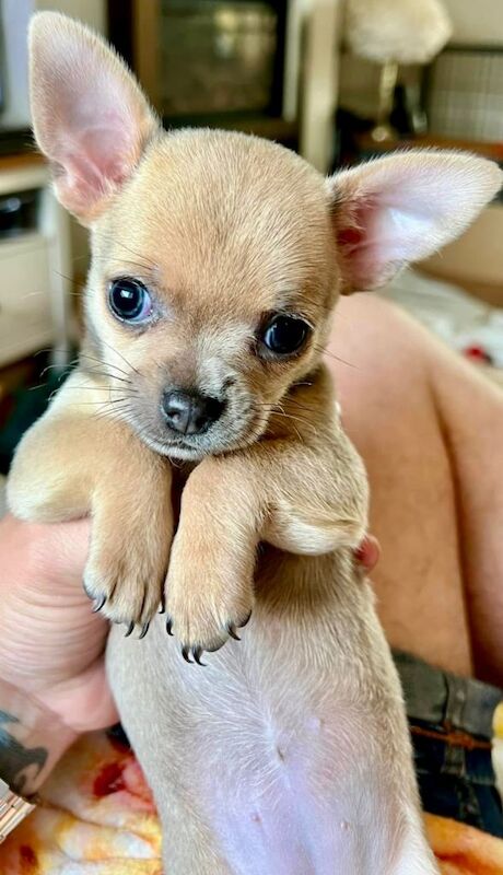 **FINAL REDUCTION** Gorgeous 10 weeks old Chihuahua puppies for sale. - Image 2 of 6