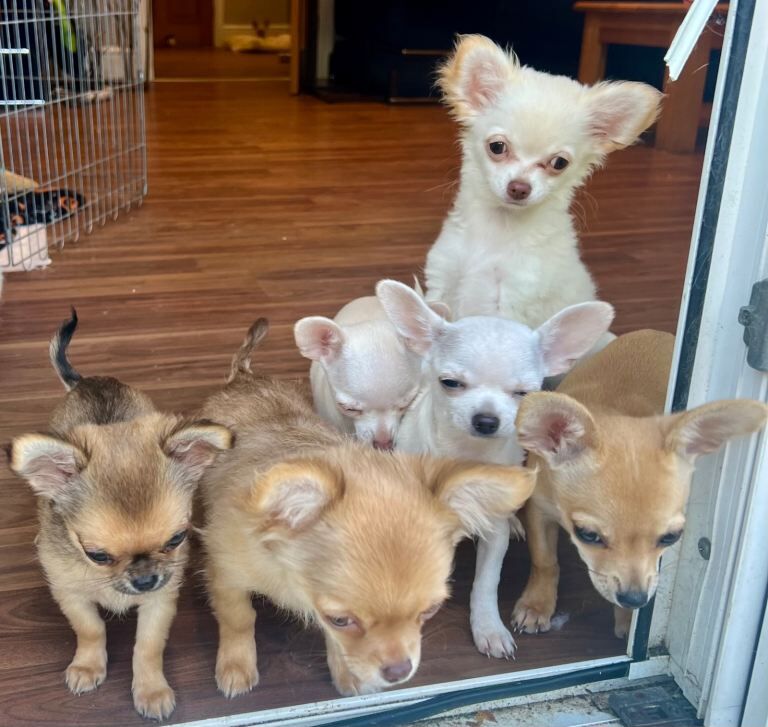 **FINAL REDUCTION** Gorgeous 10 weeks old Chihuahua puppies for sale. - Image 3 of 6