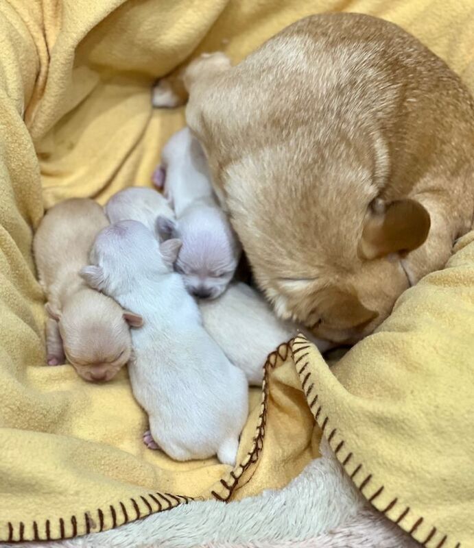 **FINAL REDUCTION** Gorgeous 10 weeks old Chihuahua puppies for sale. - Image 4 of 6