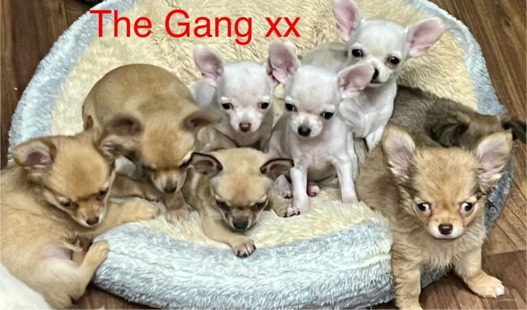 **FINAL REDUCTION** Gorgeous 10 weeks old Chihuahua puppies for sale. - Image 5 of 6
