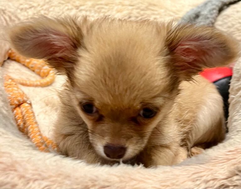**FINAL REDUCTION** Gorgeous 10 weeks old Chihuahua puppies for sale. - Image 6 of 6