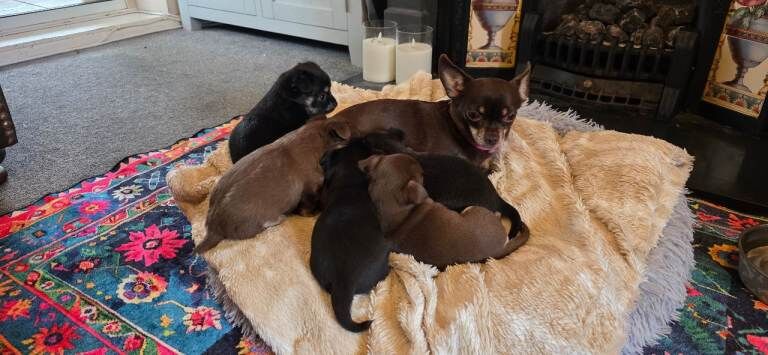 Five Friendly Chihuahua Puppies Looking for Loving Homes - Image 2 of 4