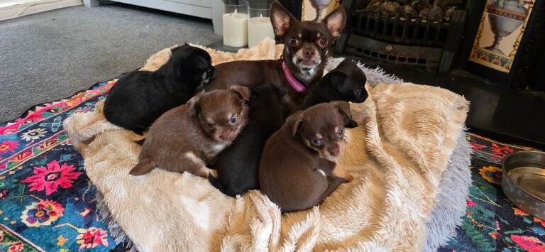 Five Friendly Chihuahua Puppies Looking for Loving Homes - Image 3 of 4
