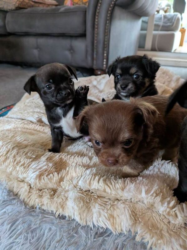 Five Friendly Chihuahua Puppies Looking for Loving Homes - Image 4 of 4