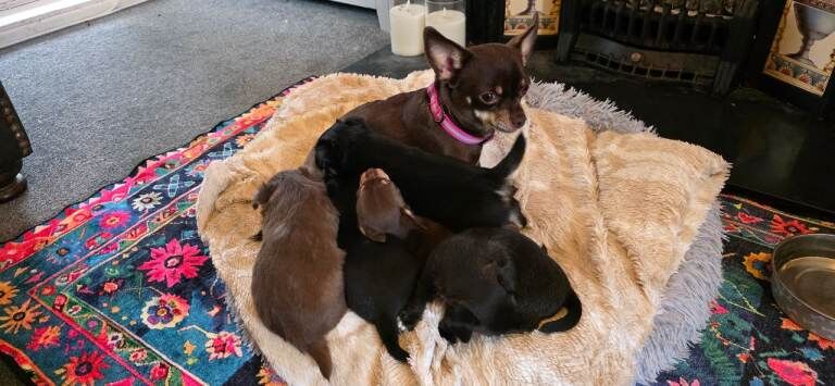 Chihuahua Puppies For Sale