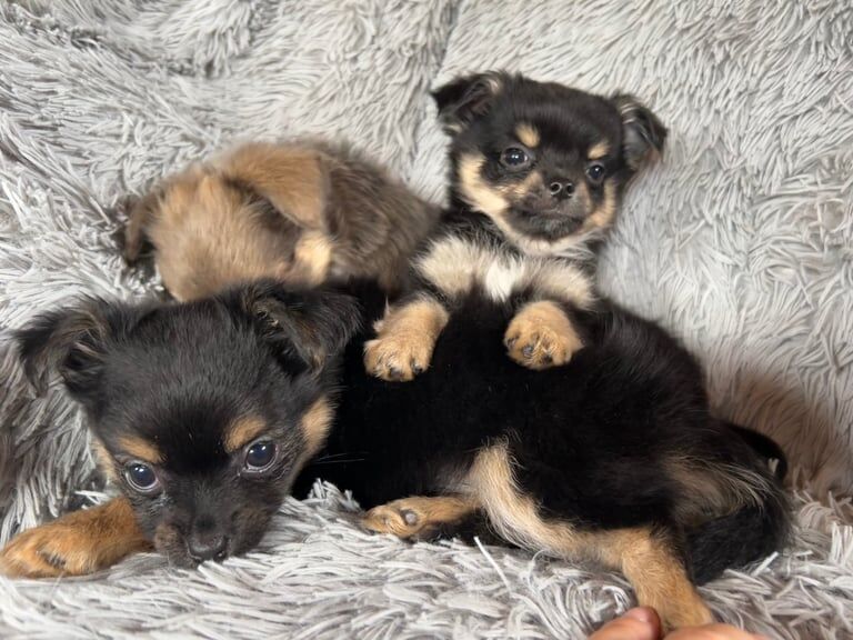 Chihuahua puppies for sale in Lincoln, Lincolnshire – 8 weeks old - Image 2 of 3