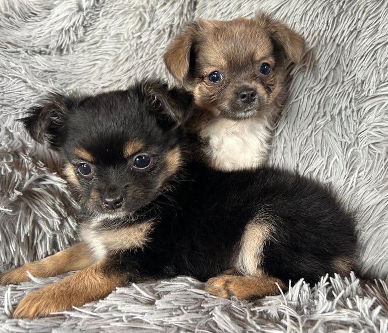Chihuahua puppies for sale in Lincoln, Lincolnshire – 8 weeks old - Image 3 of 3