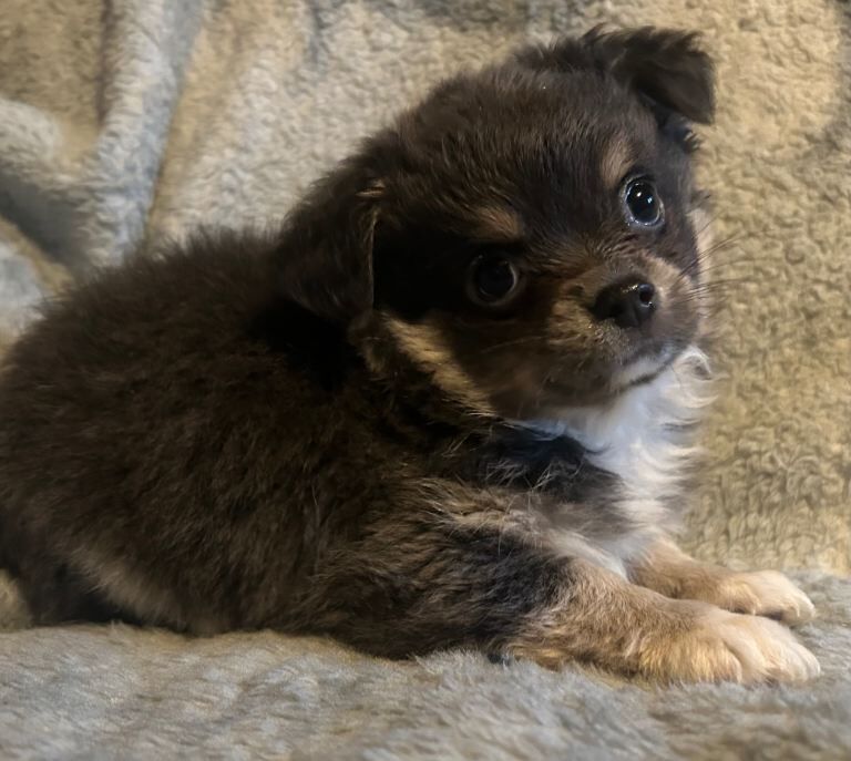 Fluffy chihuahua pups mixed litter ready now