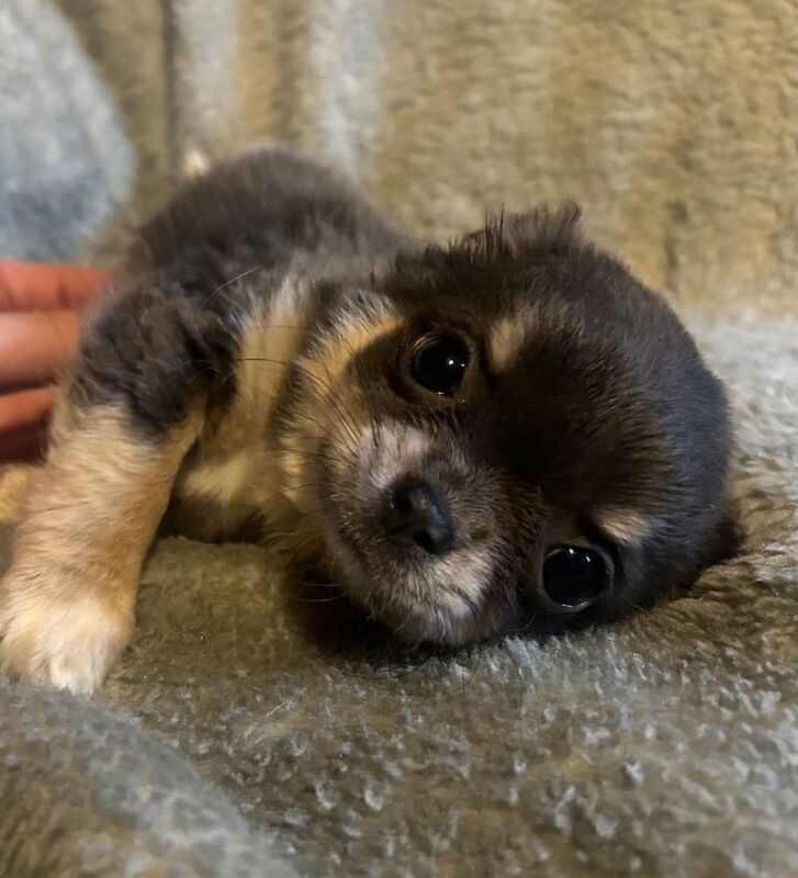 Fluffy chihuahua pups mixed litter ready now - Image 2 of 5