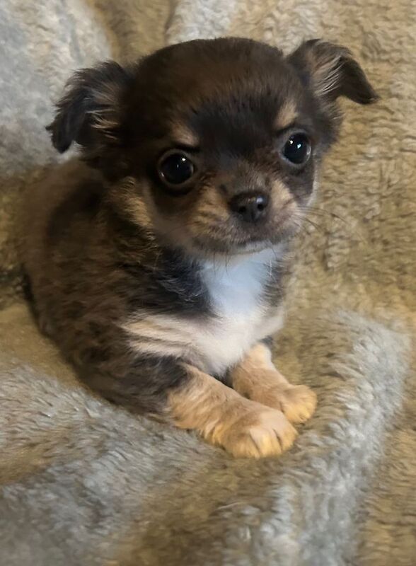 Fluffy chihuahua pups mixed litter ready now - Image 3 of 5