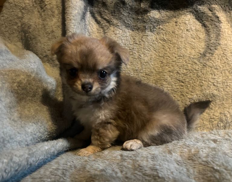 Fluffy chihuahua pups mixed litter ready now - Image 4 of 5