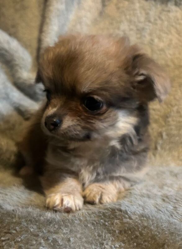 Fluffy chihuahua pups mixed litter ready now - Image 5 of 5