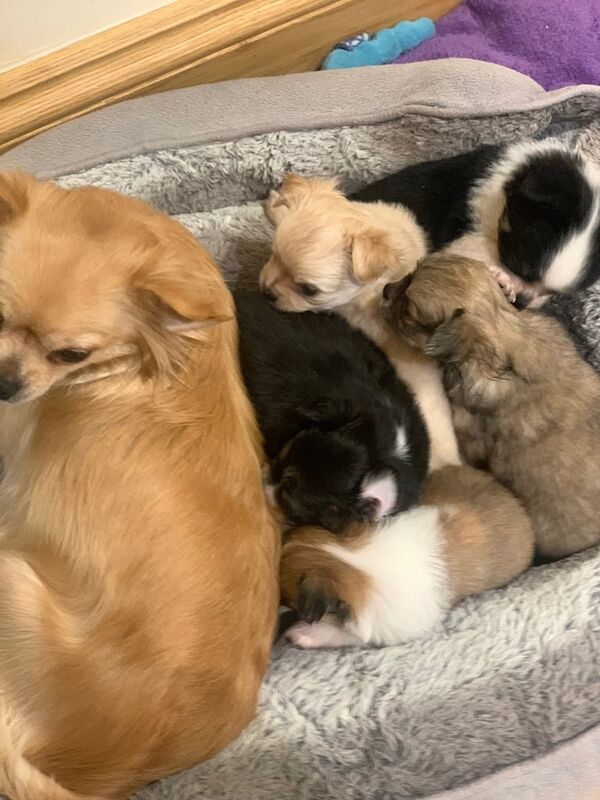 Chihuahua puppies for sale in Gateshead, Tyne and Wear – 4 weeks old