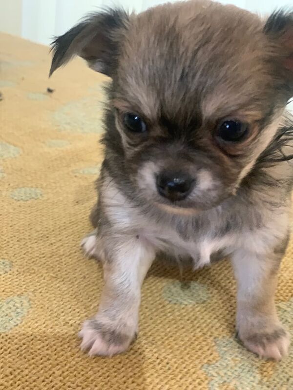 Chihuahua puppies for sale in Gateshead, Tyne and Wear – 4 weeks old - Image 2 of 3