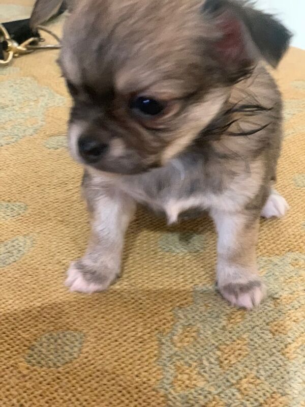 Chihuahua puppies for sale in Gateshead, Tyne and Wear – 4 weeks old - Image 3 of 3