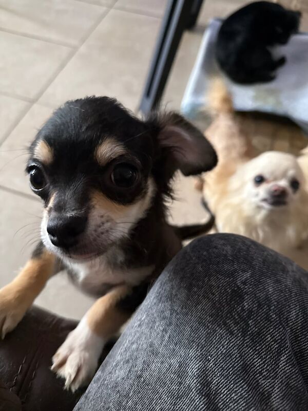 For sale - Image 2 of 2