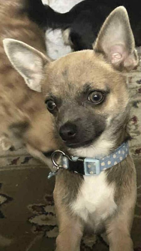 Chihuahua puppies for sale in Stoke sub Hamdon, Somerset – 6 months old