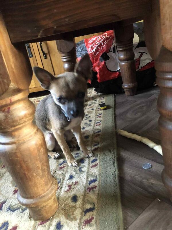 Chihuahua puppies for sale in Stoke sub Hamdon, Somerset – 6 months old - Image 2 of 2