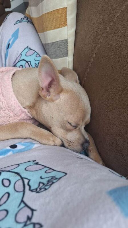 Chihuahua puppies for sale in Limavady, County Londonderry – 8 months old