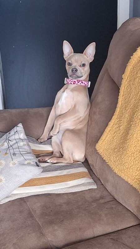 Chihuahua puppies for sale in Limavady, County Londonderry – 8 months old - Image 2 of 3