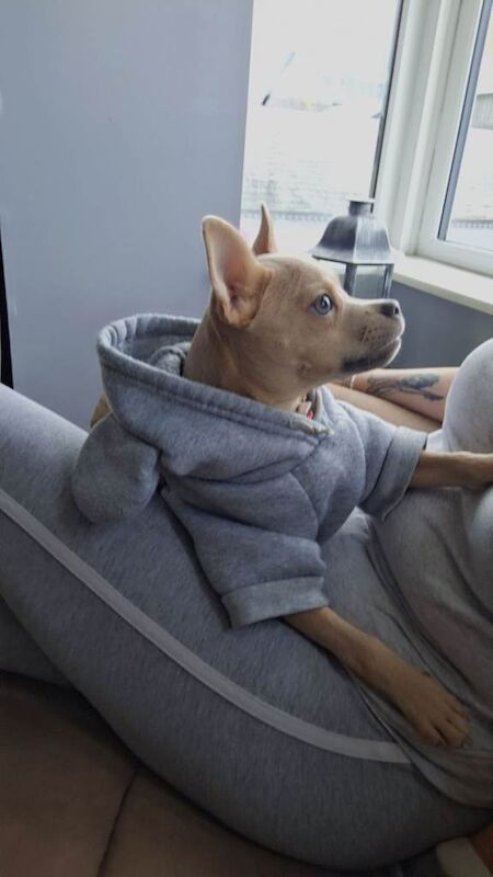 Chihuahua puppies for sale in Limavady, County Londonderry – 8 months old - Image 3 of 3