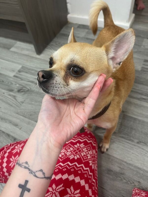 Chihuahua puppies for sale in Newton Aycliffe, County Durham – 2 years old