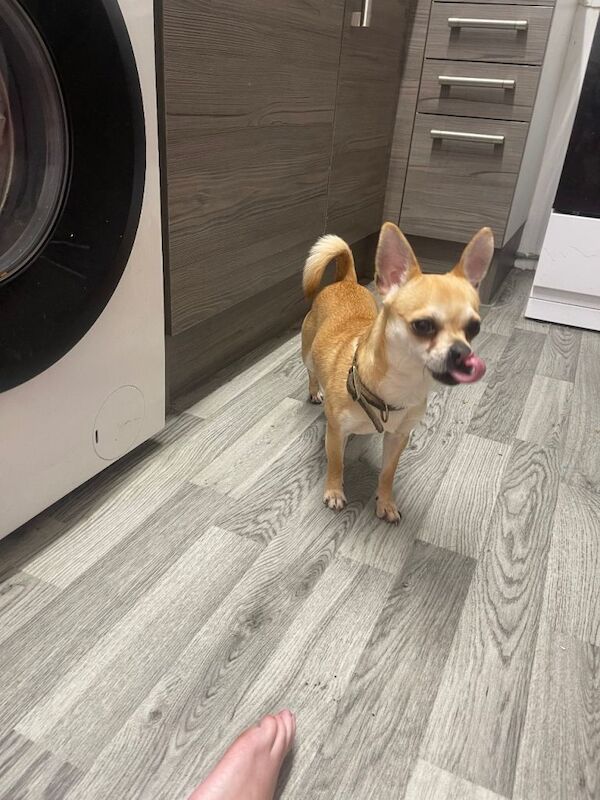 Chihuahua puppies for sale in Newton Aycliffe, County Durham – 2 years old - Image 2 of 4