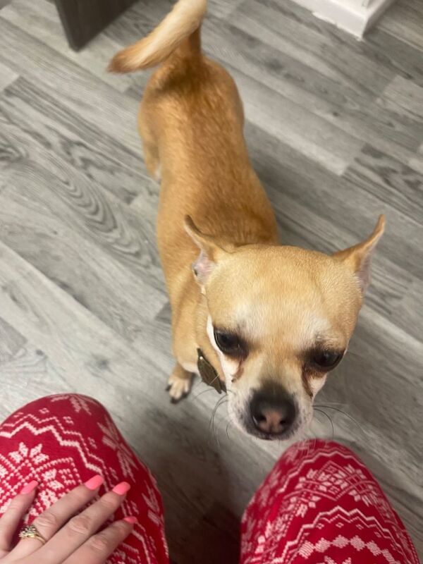 Chihuahua puppies for sale in Newton Aycliffe, County Durham – 2 years old - Image 3 of 4