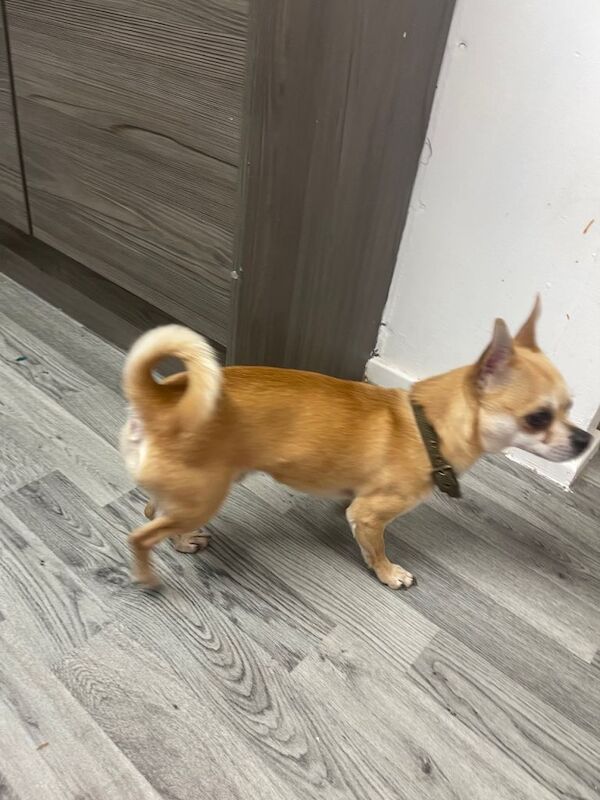 Chihuahua puppies for sale in Newton Aycliffe, County Durham – 2 years old - Image 4 of 4