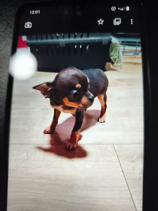 Chihuahua puppies for sale in Newry, County Armagh – KC registered, 9 weeks old