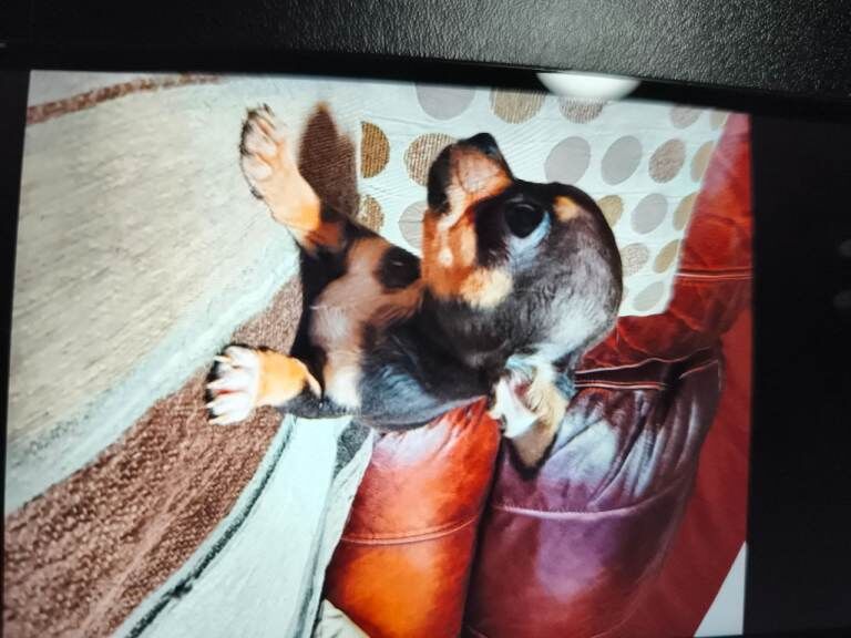 Chihuahua puppies for sale in Newry, County Armagh – KC registered, 9 weeks old - Image 2 of 4