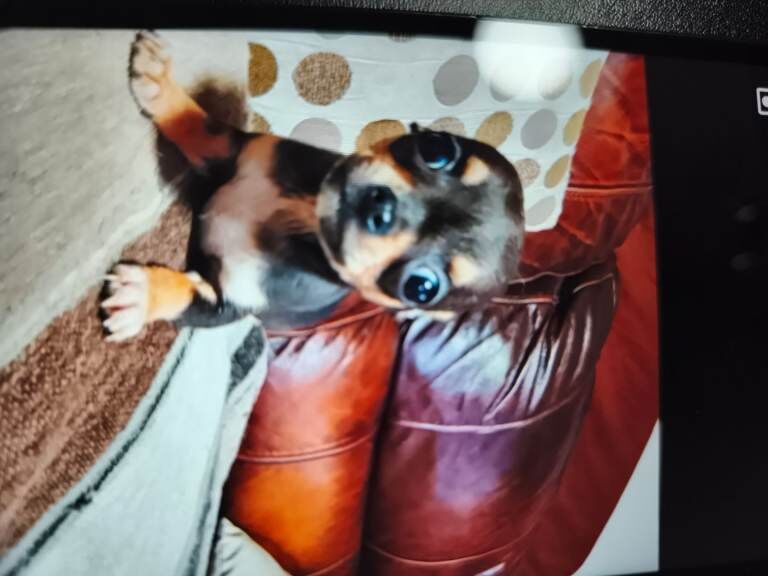 Chihuahua puppies for sale in Newry, County Armagh – KC registered, 9 weeks old - Image 3 of 4