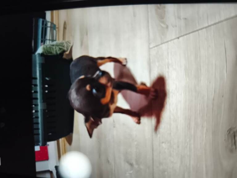 Chihuahua puppies for sale in Newry, County Armagh – KC registered, 9 weeks old - Image 4 of 4