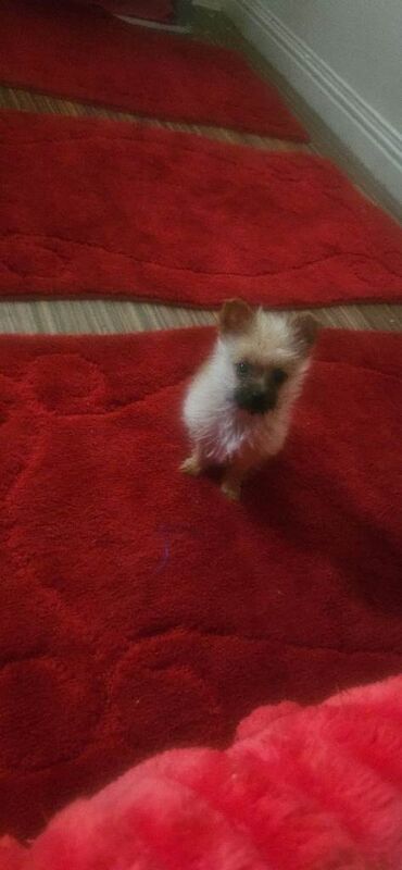 Chihuahua puppies for sale in Earley, Berkshire – 12 weeks old