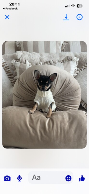 Chihuahua Puppies For Sale