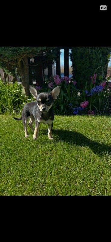 Full breed chihuahua - Image 2 of 2