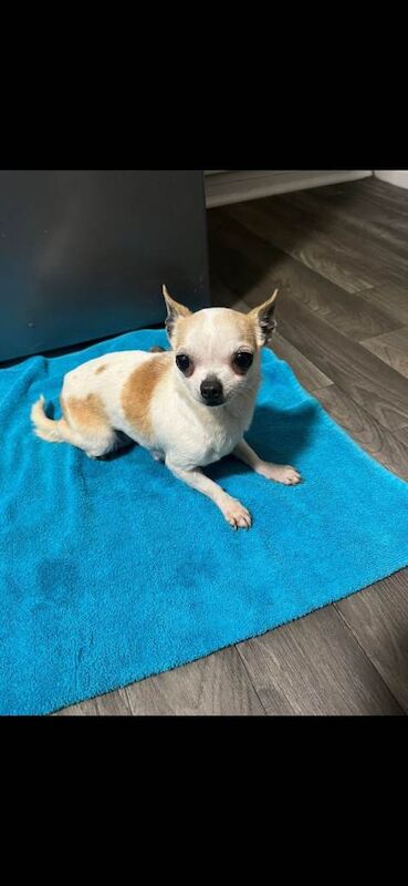 Chihuahua Puppies For Sale Under £1,000