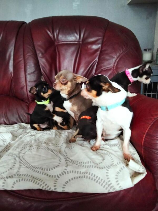 Chihuahua puppies for sale in Norbury, London – 7 weeks old